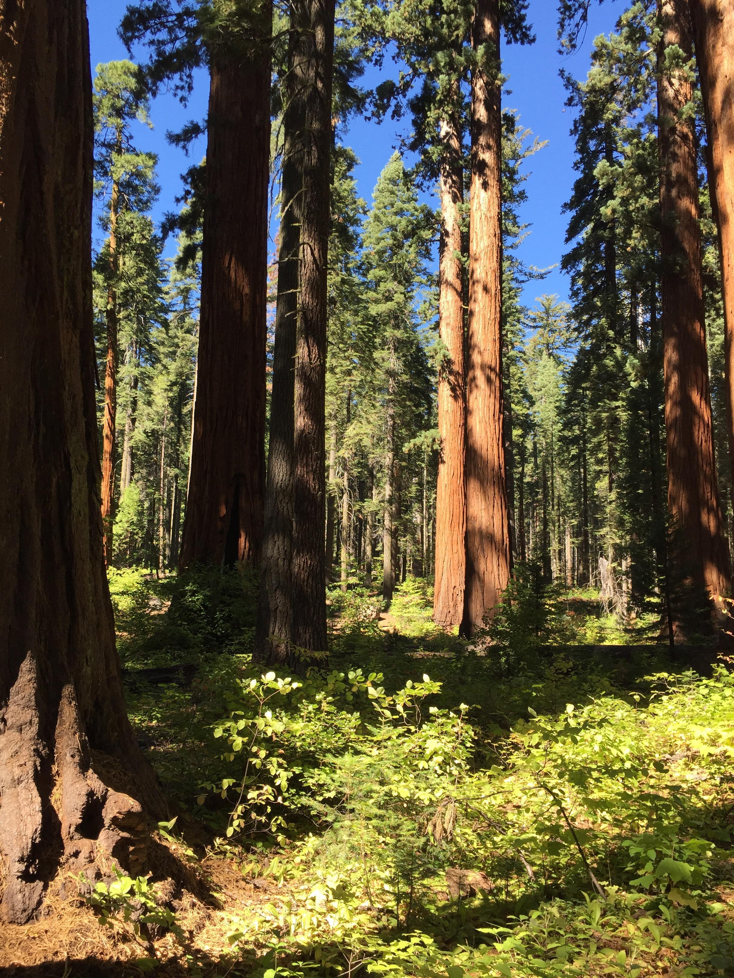 One of the great trails in Big Trees State Park. area known for big trees and a lot of water