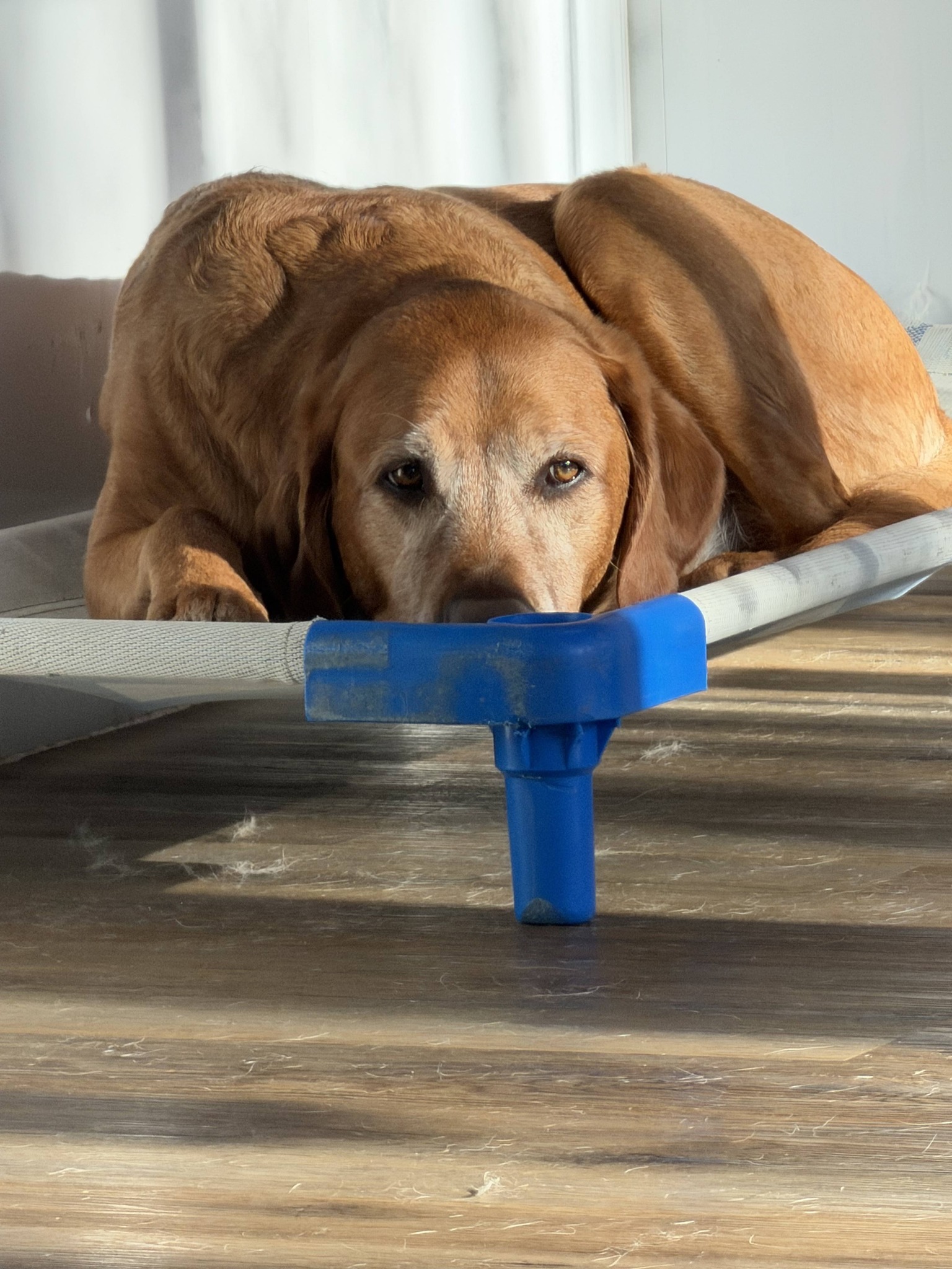 Marcie's Pet Spa Image