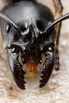 Green Mountain Termite & Pest Control Logo