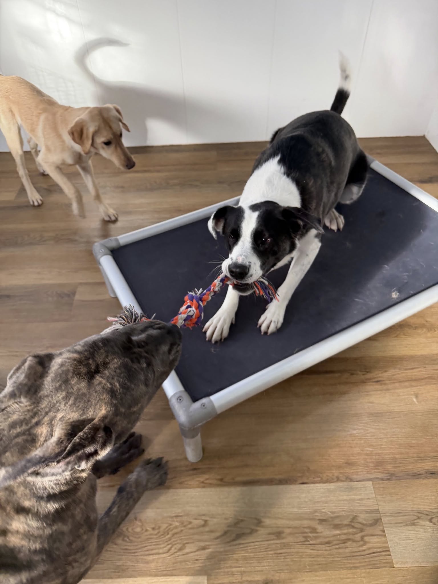 Marcie's Pet Spa Image