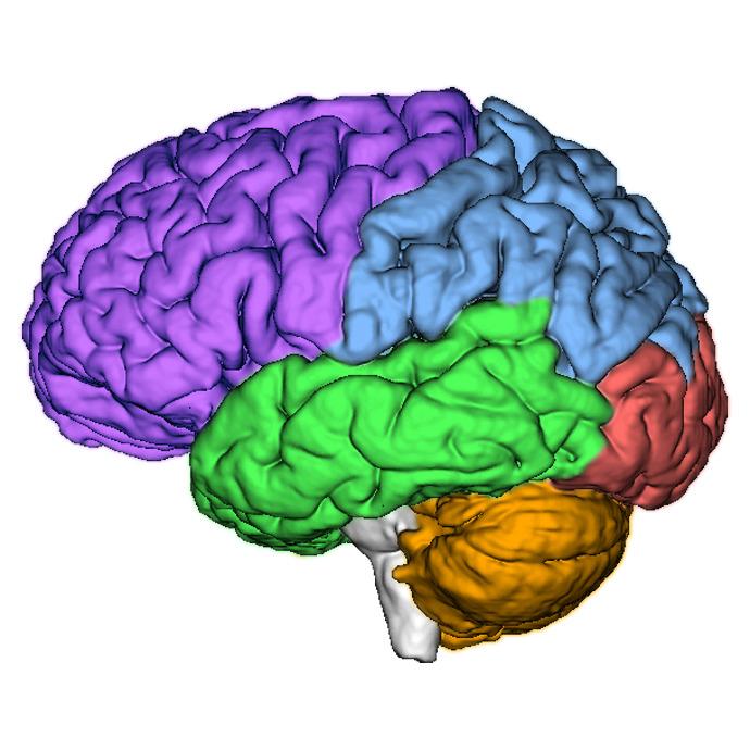 TJ&apos;s Biomedical Imaging Logo