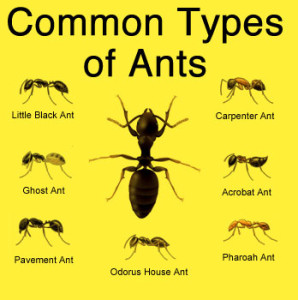 Common ants