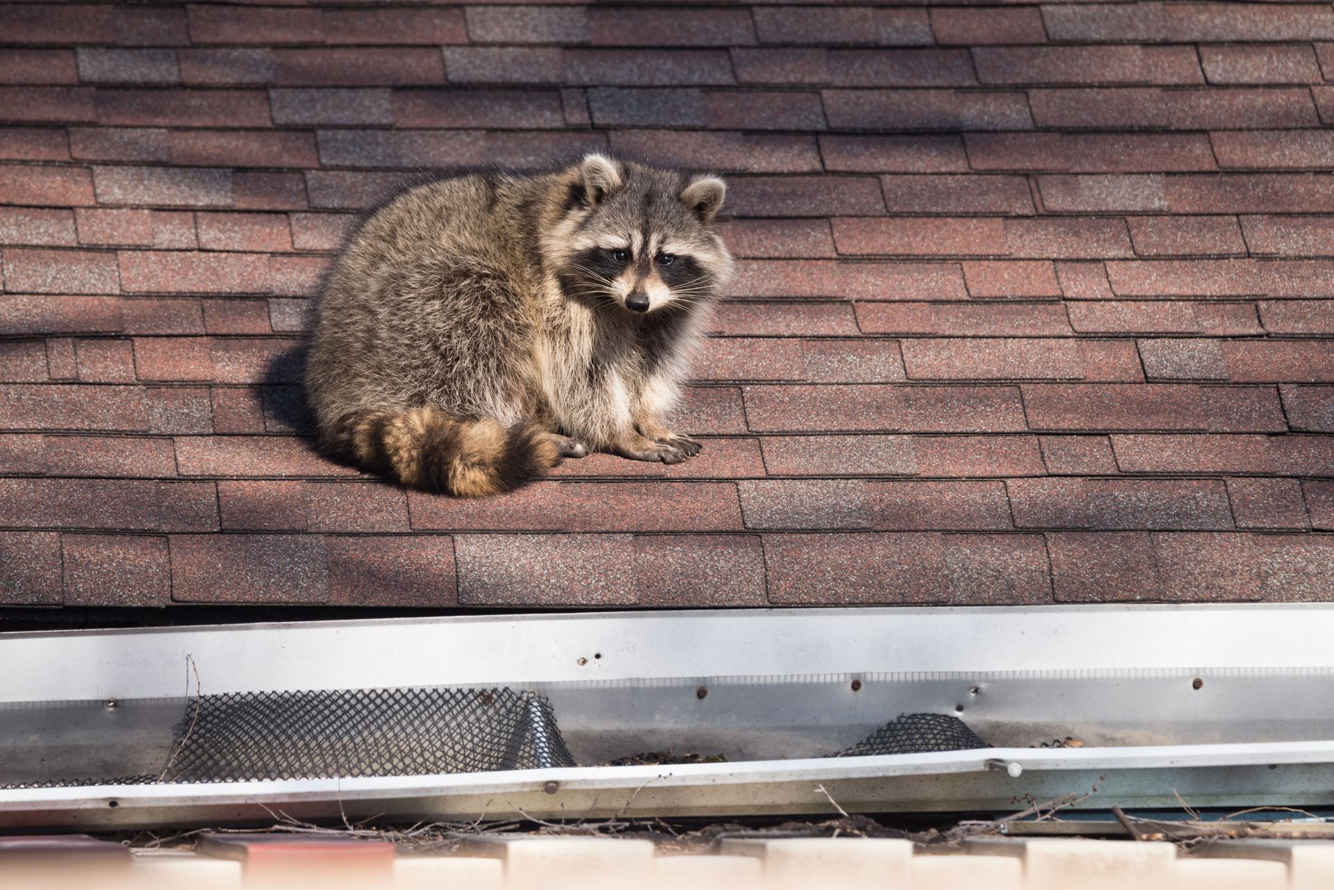 Commercial Wildlife Control Services