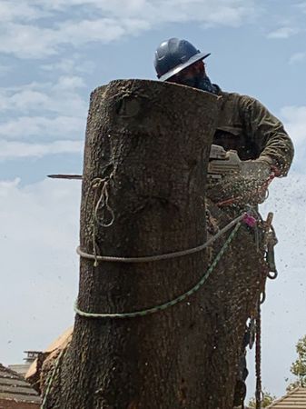 Tree service in San Jose, CA. Tree service in San Jose, CA.