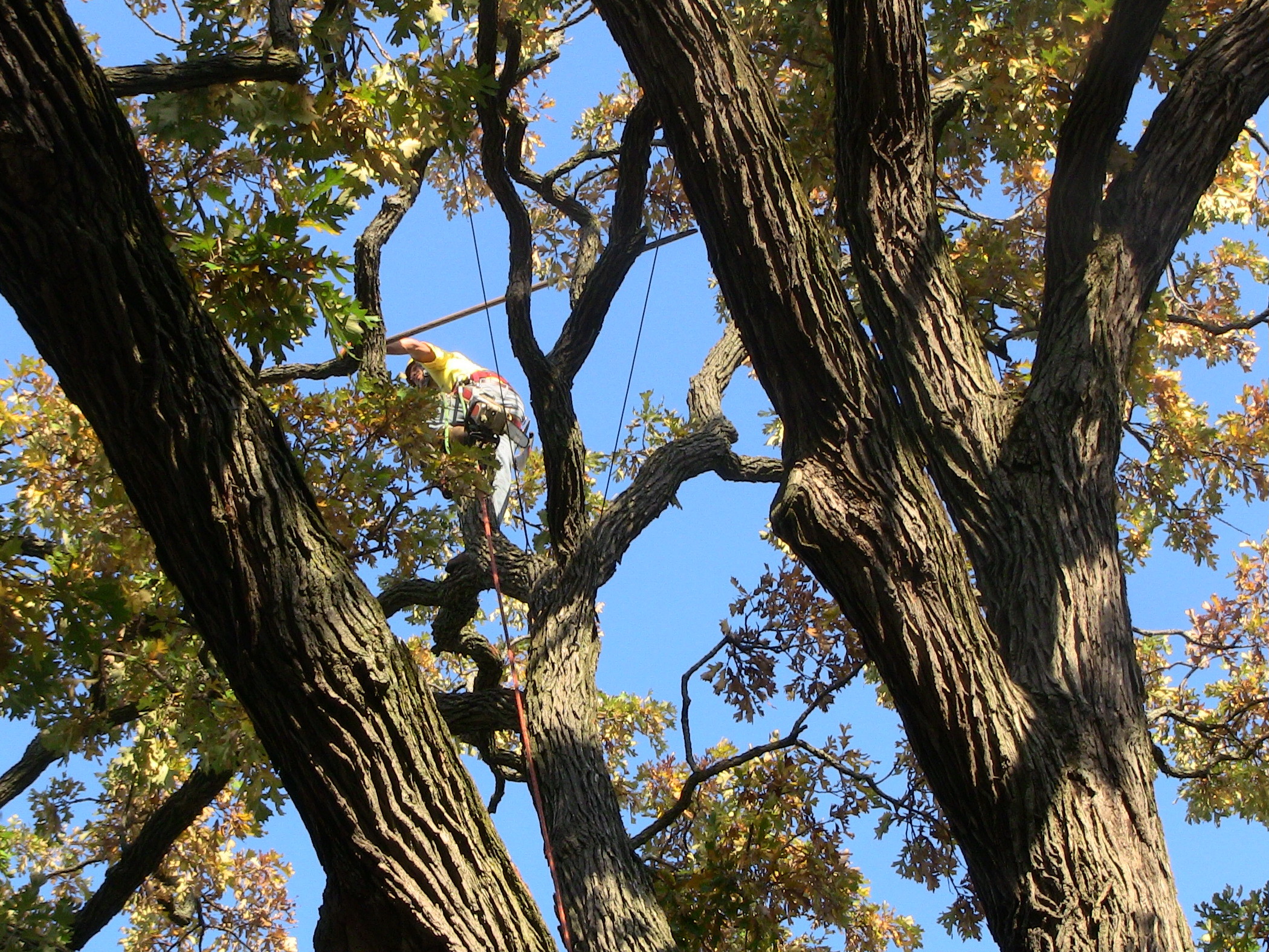 Urban Arborist Photo