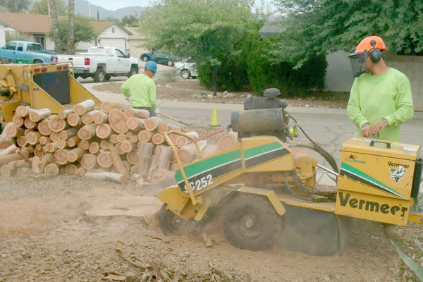 Branching Out Tree Service Photo