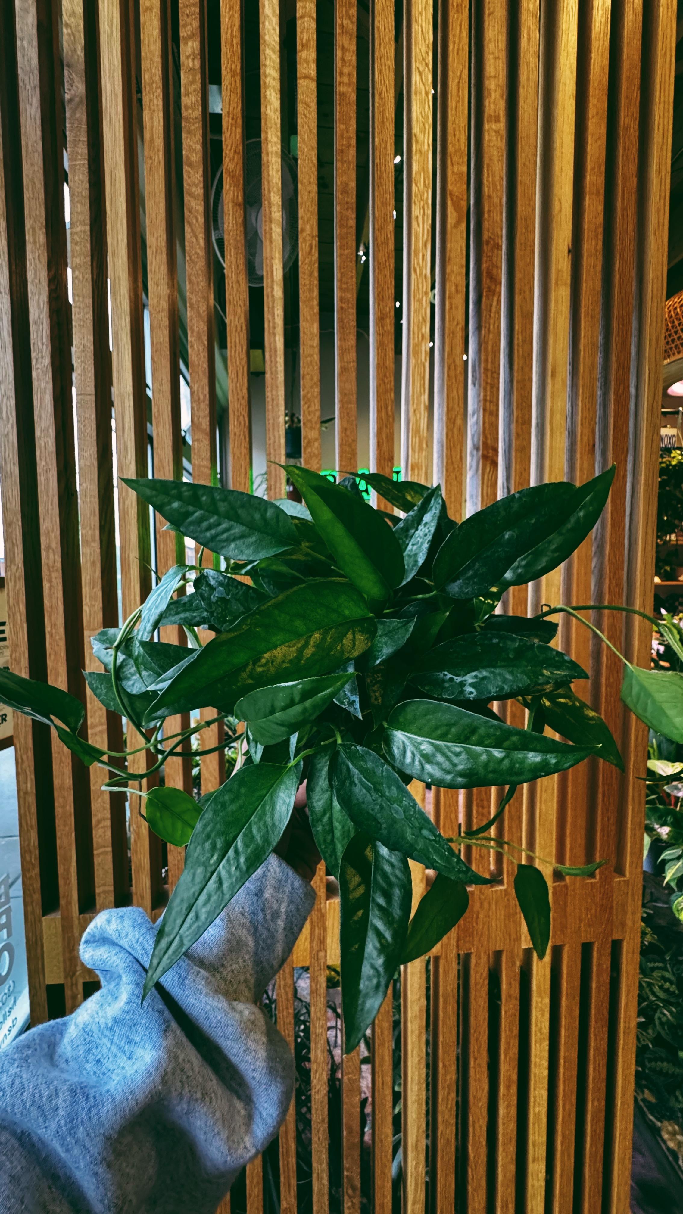 Denver Plant Club Image