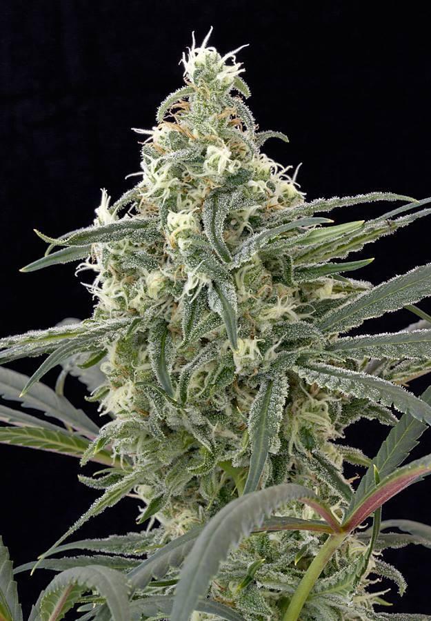 Cannabis Training University Image