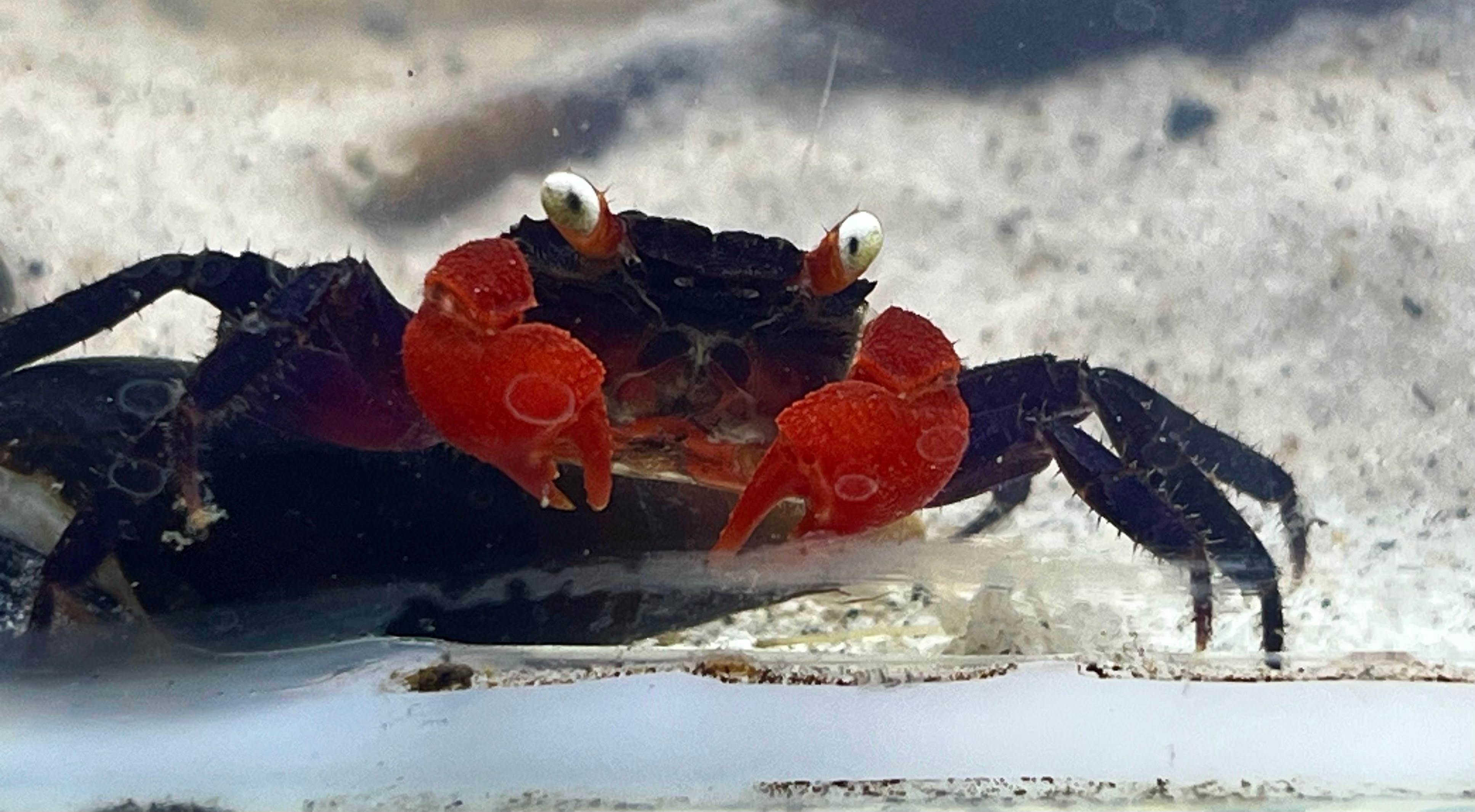 Terrarium Station Image