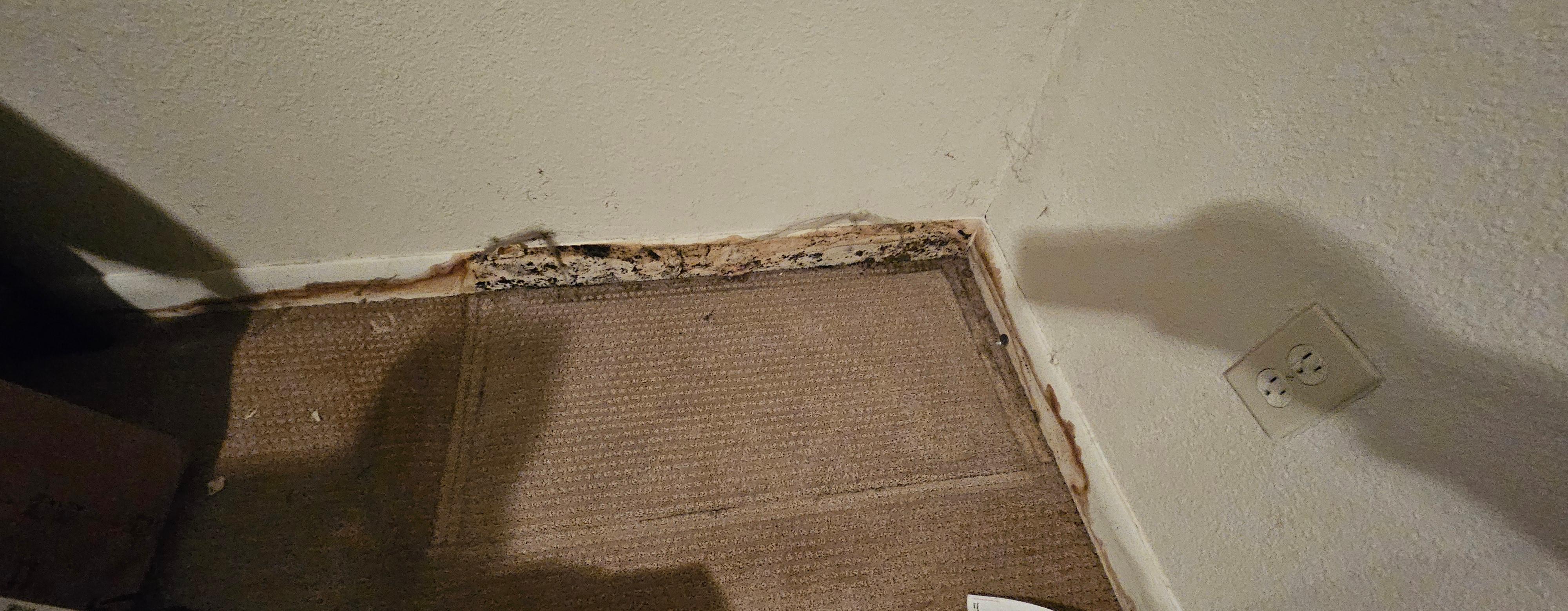 True North Restoration of Denver Image