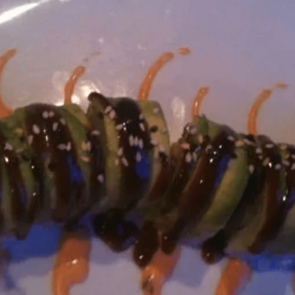 Caterpillar Roll
