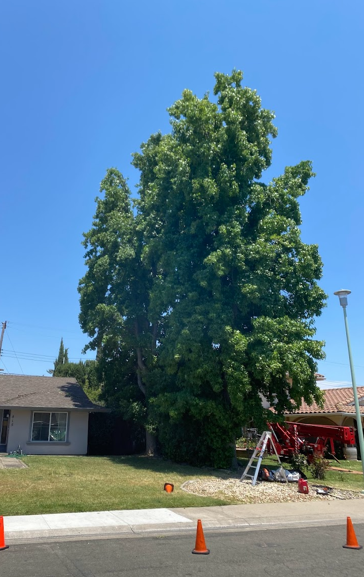 Capital Arborists, Inc. Image