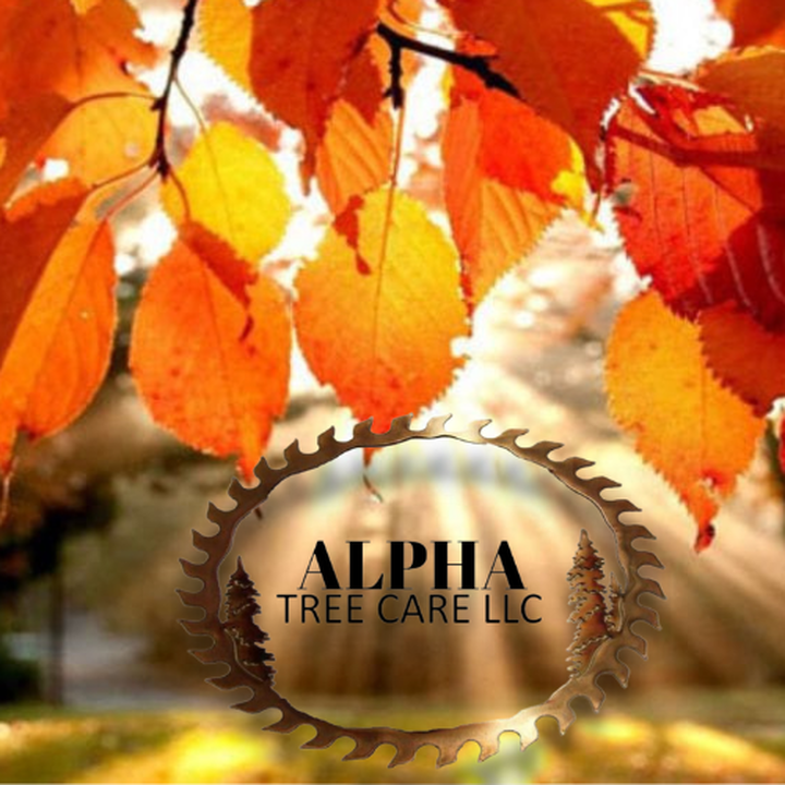 ALPHA TREE CARE LLC Image