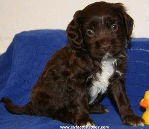 Cute Cockapoos Image