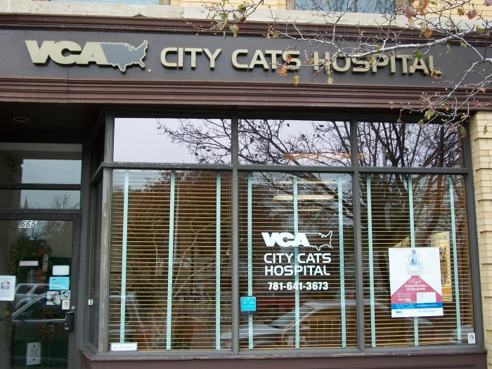 Welcome to VCA City Cats Hospital