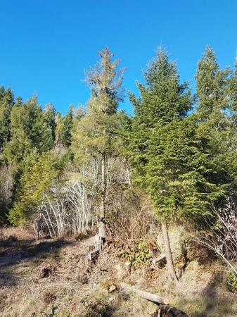 Images Tim's Tree Removal And Services LLC