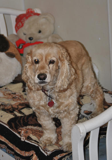 Images Saalo Farms Pampered Pet Boarding