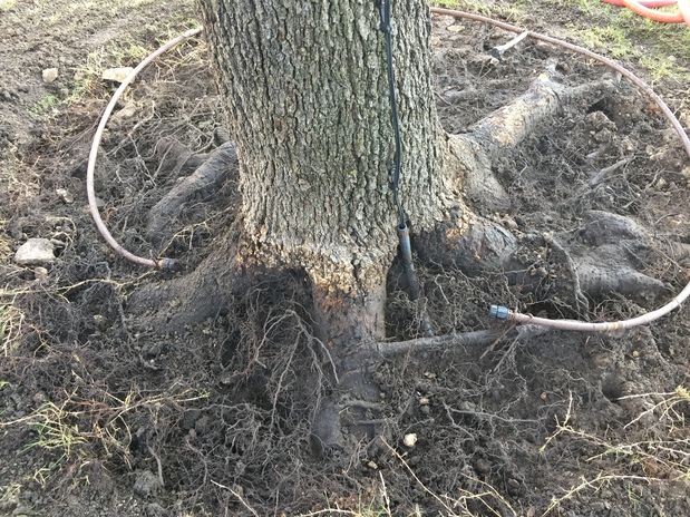 Images New Leaf Tree & Shrub Care