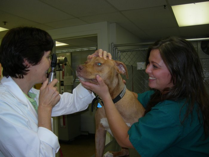 VCA Hawthorn Animal Hospital Photo