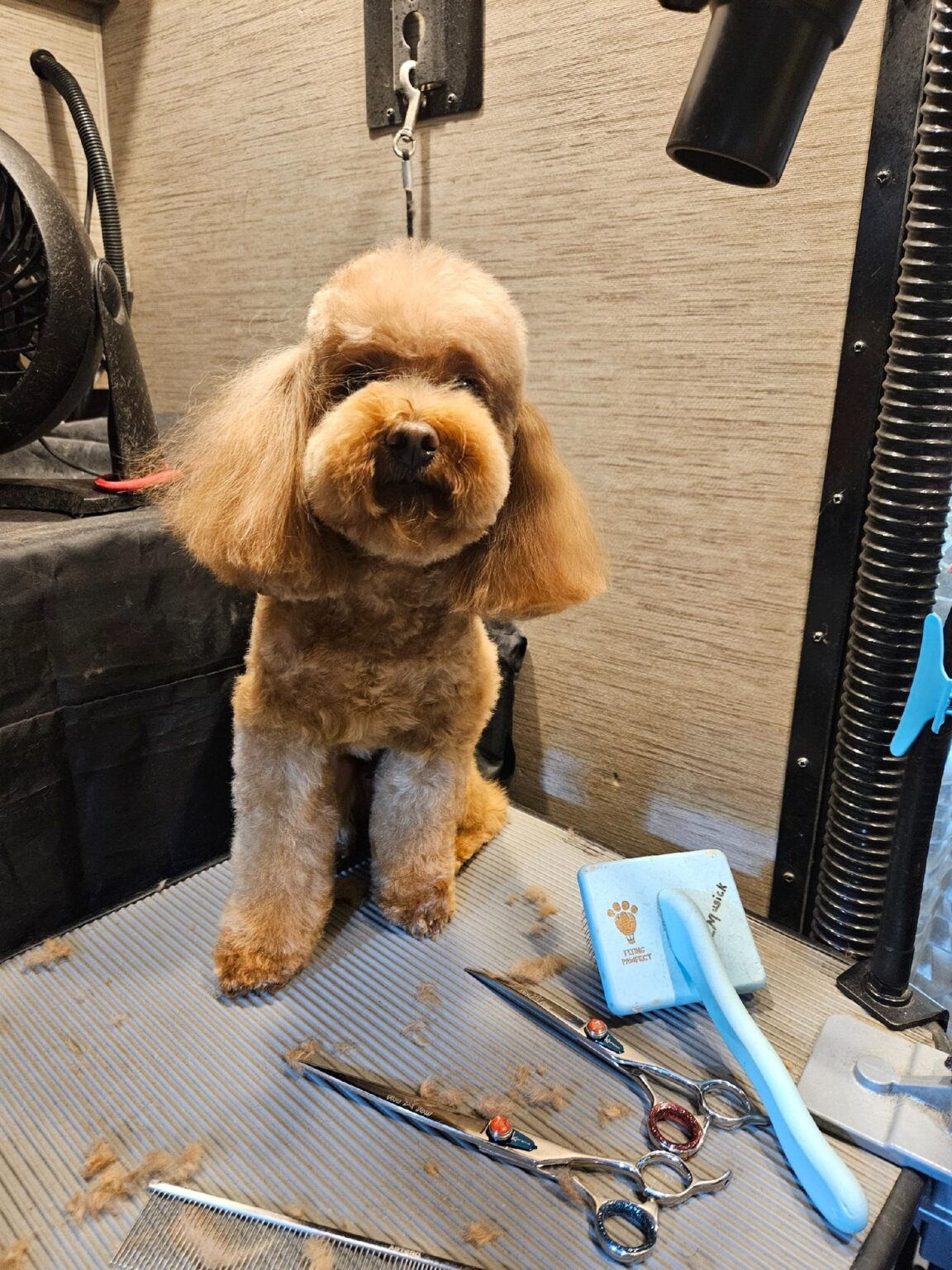 Mobile Pet Grooming