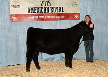 Triple K Gelbvieh Image