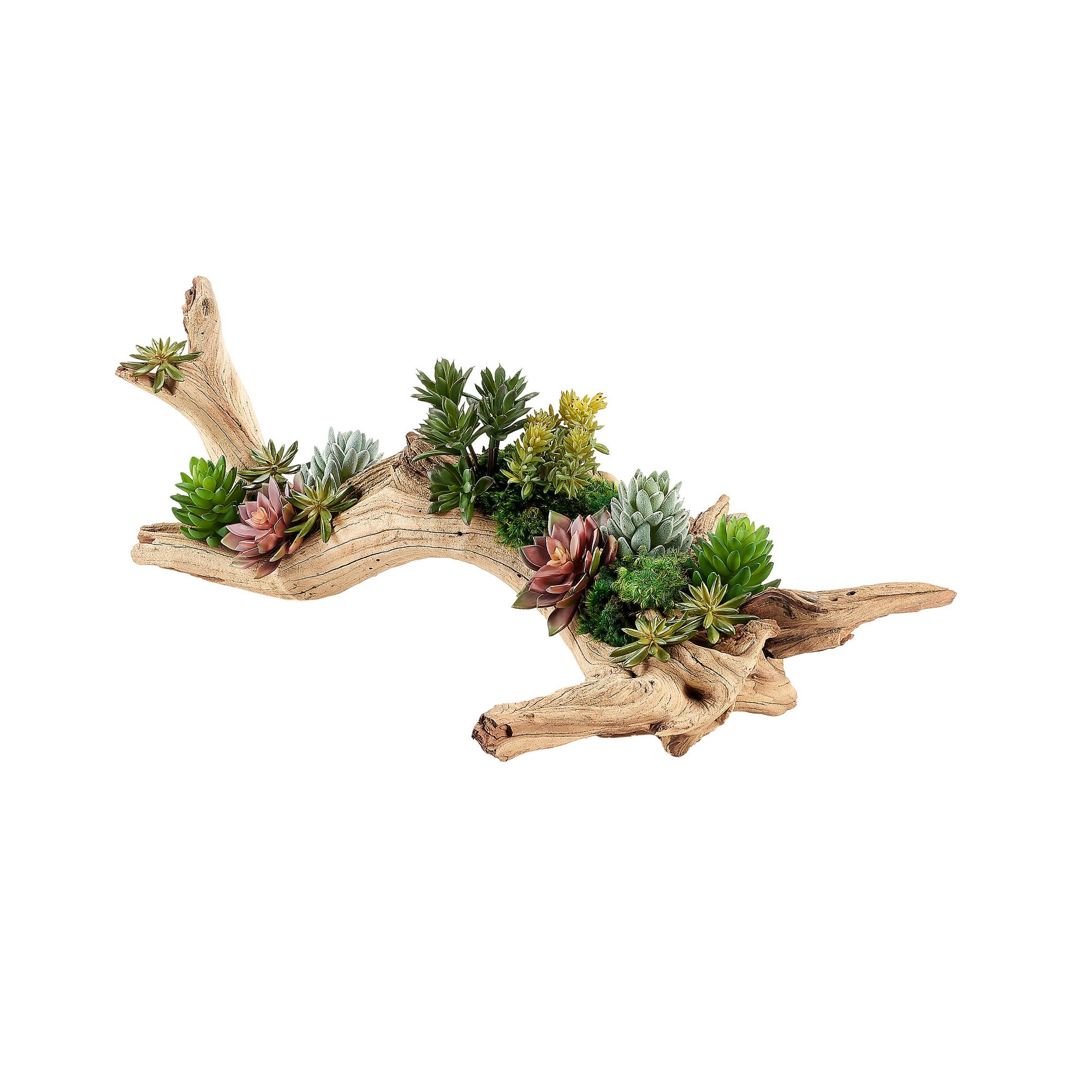 Mixed Succulents on Ghostwood Log