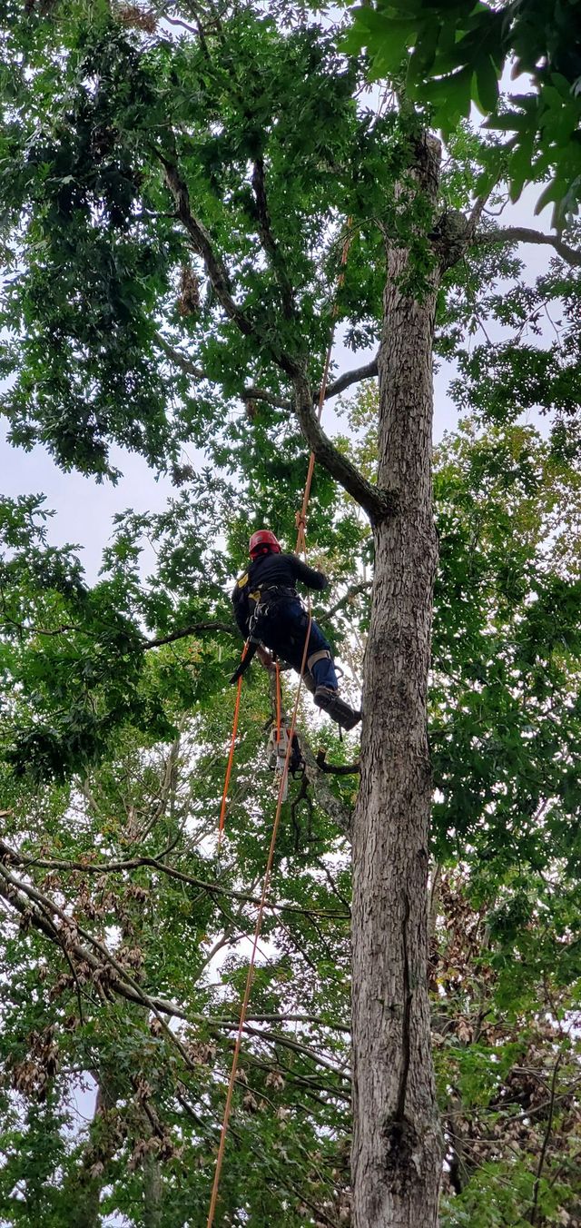 Bob's Tree Services Image