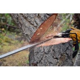 Northern California Affordable Tree Service