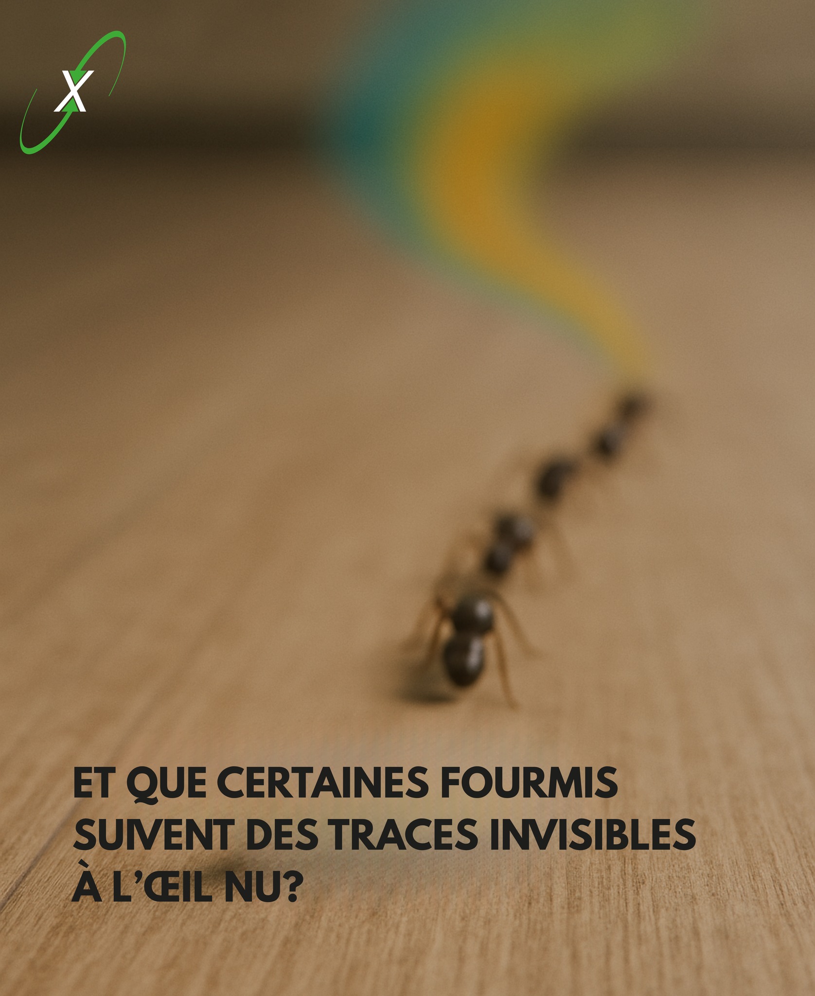 ProXterm Inc. - Exterminateur Saint-Thomas
