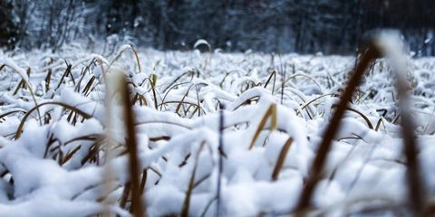 3 Tips for Wintertime Lawn Maintenance