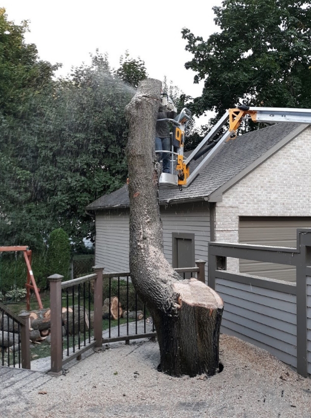 Polgar Tree Service & Removal LLC Photo