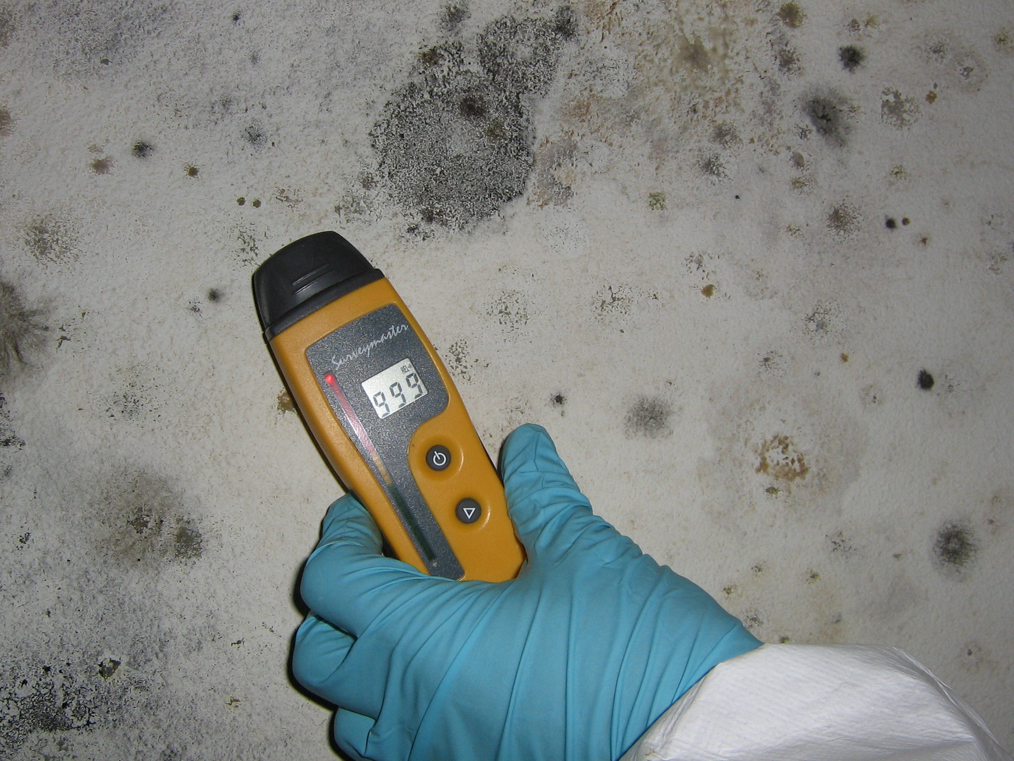 Mold Experts