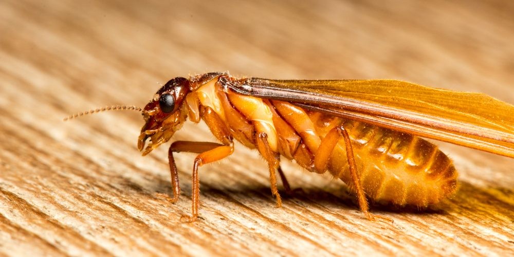 Termite Control