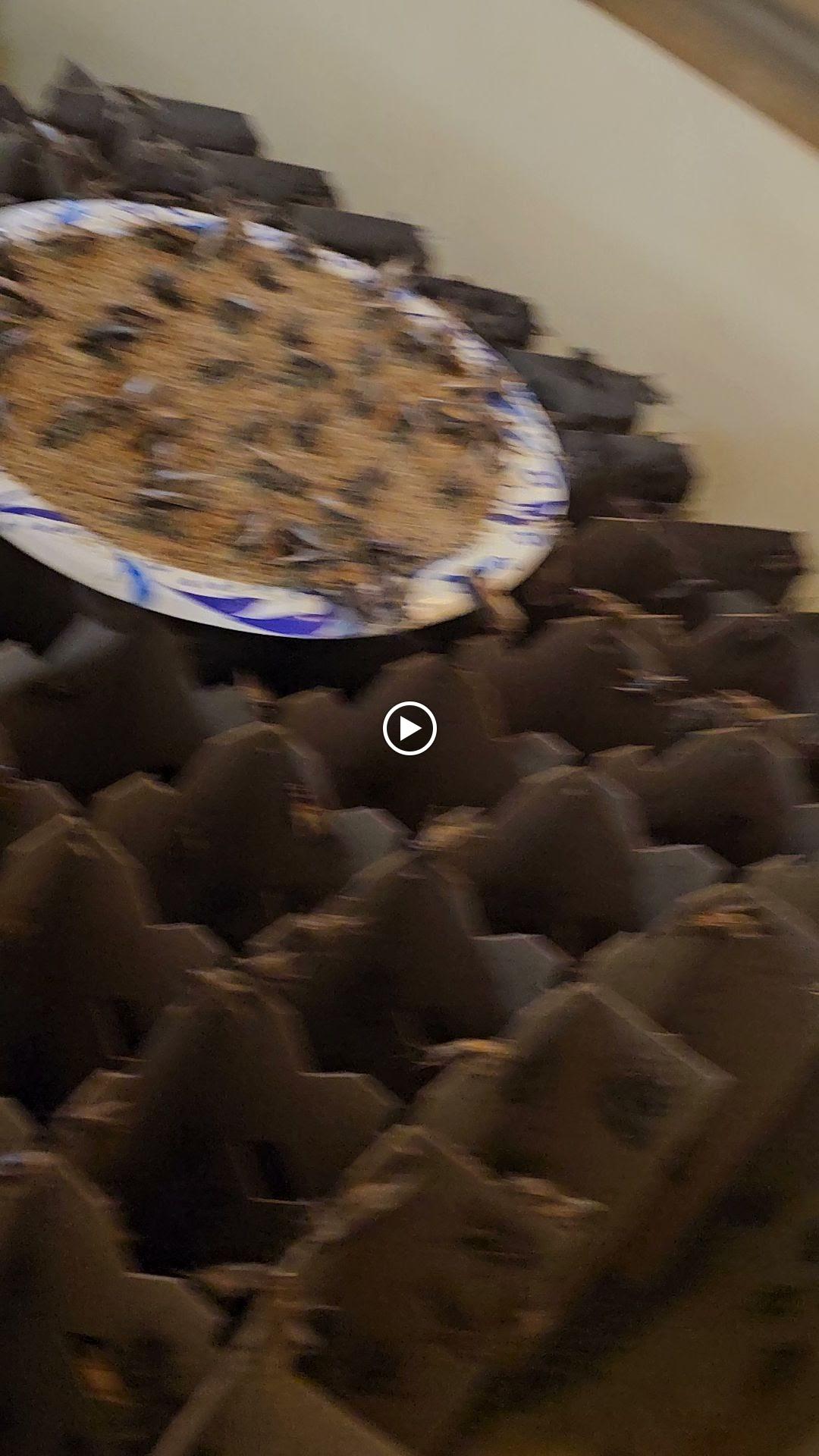 Carolina Crickets Image