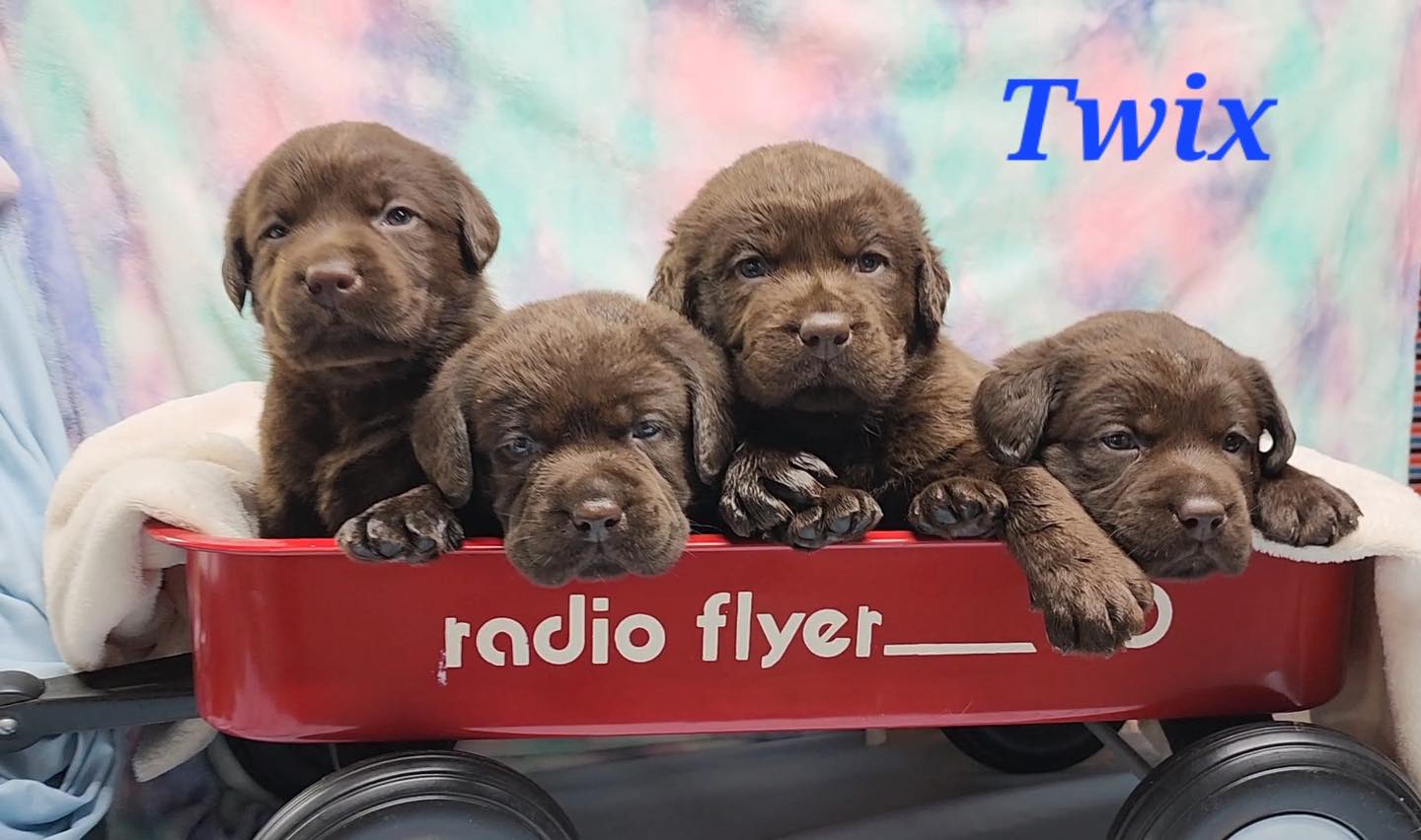 Chocolate Lab Puppies