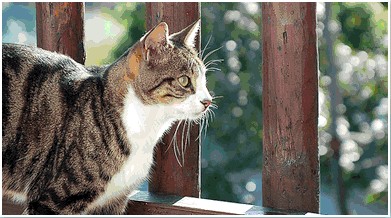 Kruger Animal Hospital Image