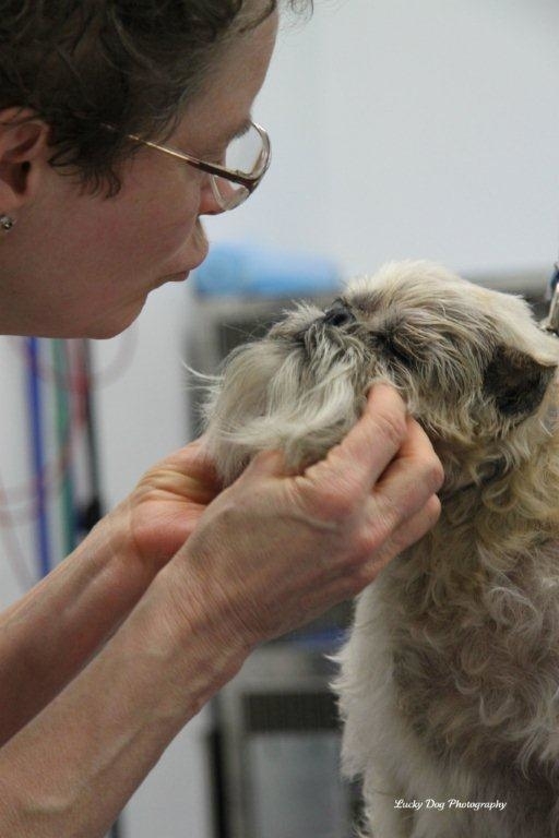 Images Brushcuts Professional Pet Grooming