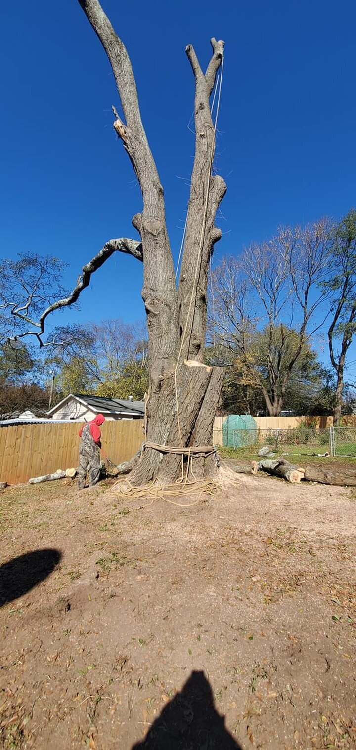 ALPHA TREE CARE LLC Image