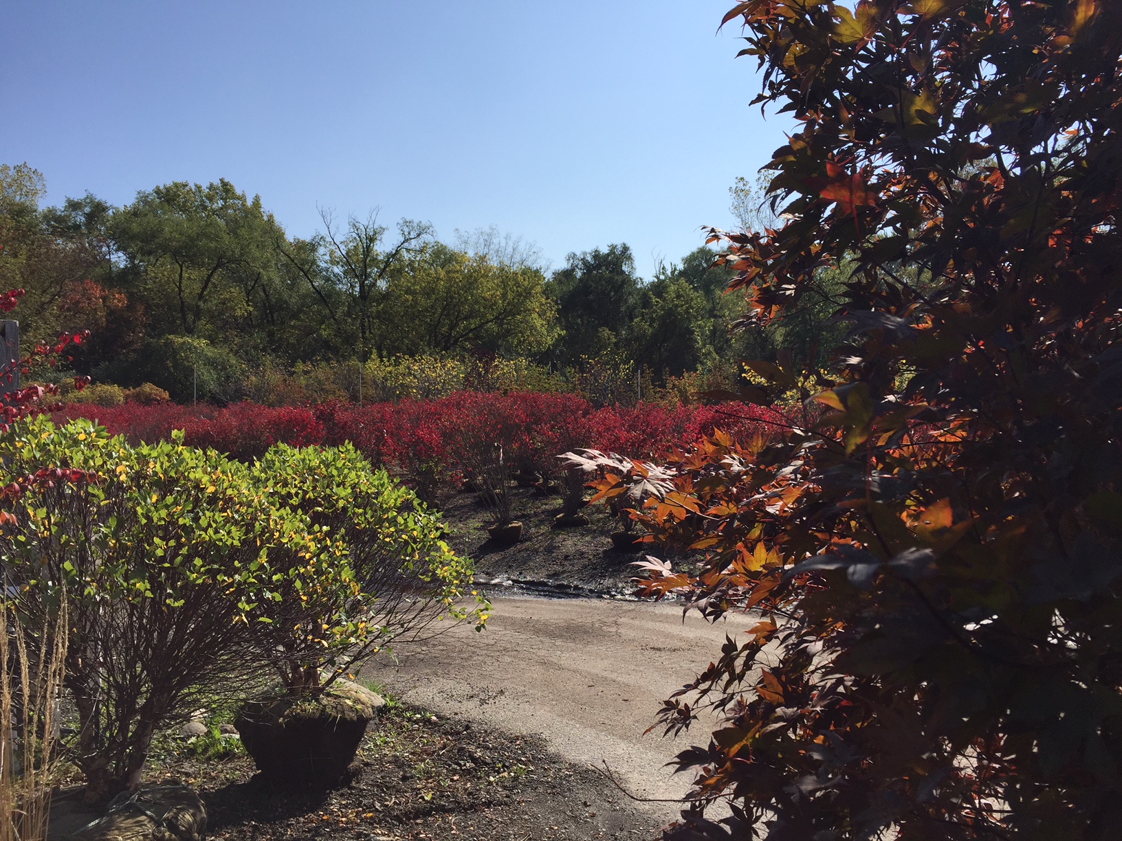 Rolling Hills Nursery Photo