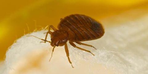 FAQs on Naturally Removing Bed Bugs