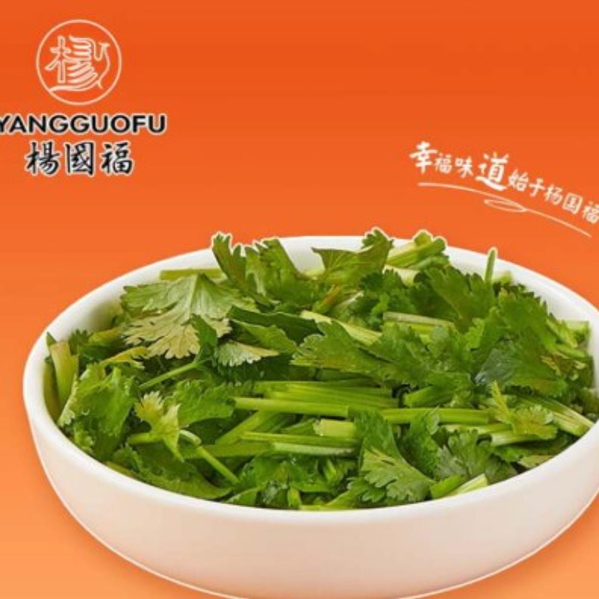 Cilantro - 香菜