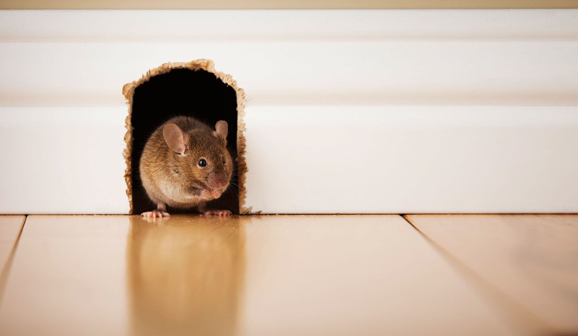 Rodent Control