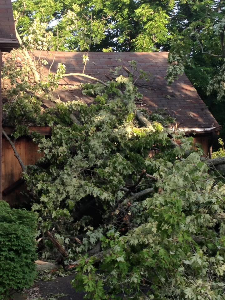 Hackney Tree Service Image