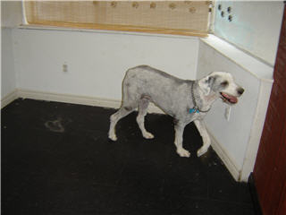Images Doggy Styles Pet Services