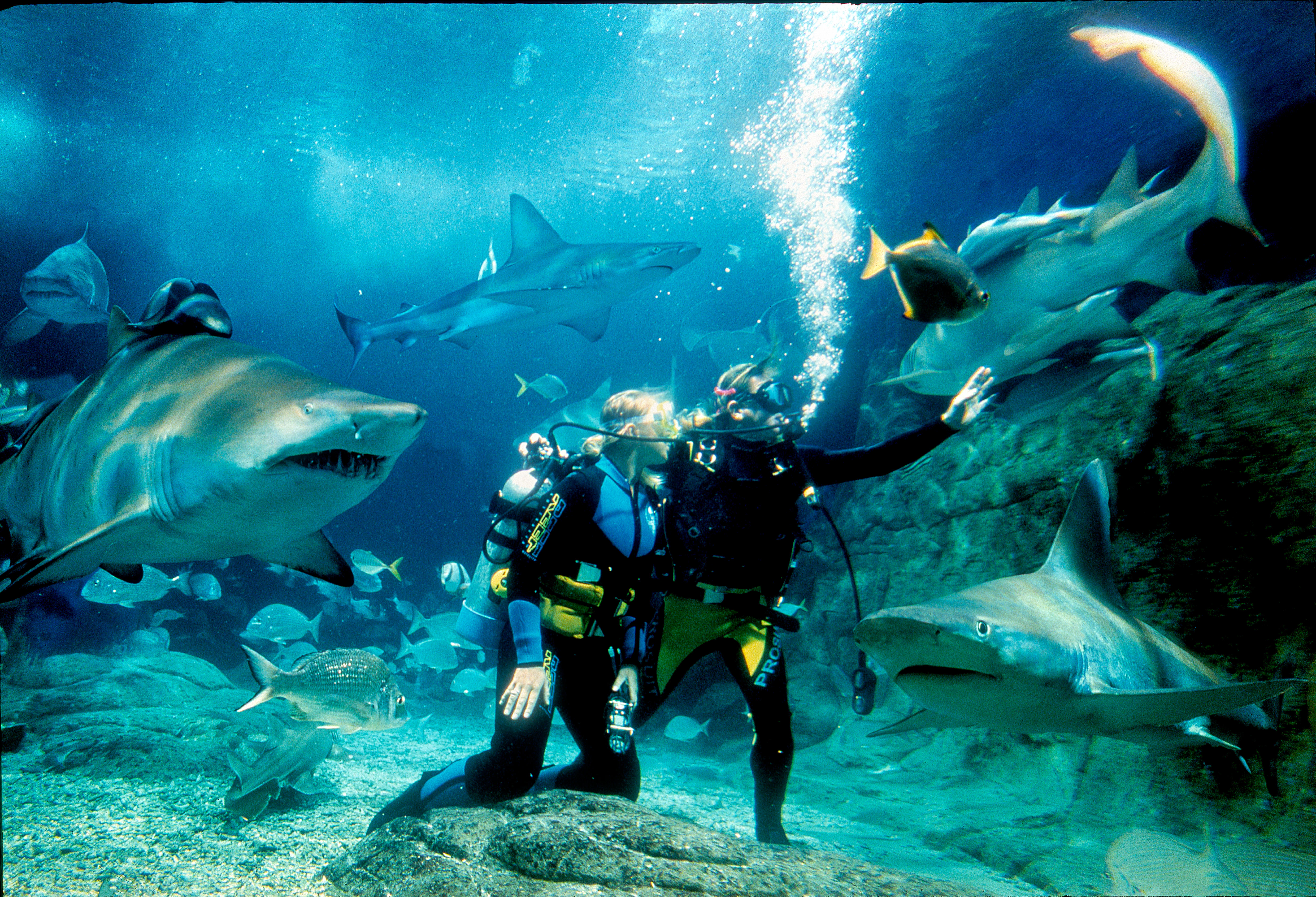 Foto de Shark Dive Xtreme