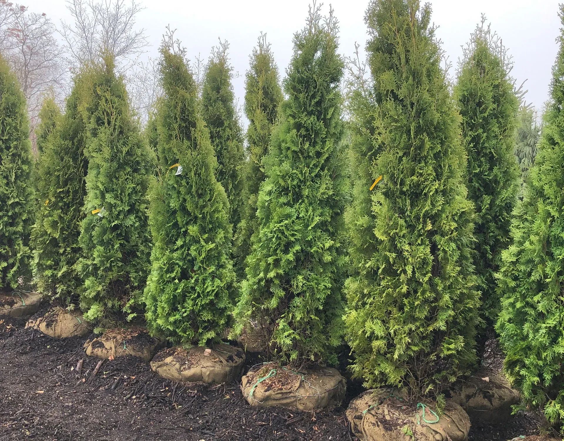 Trees