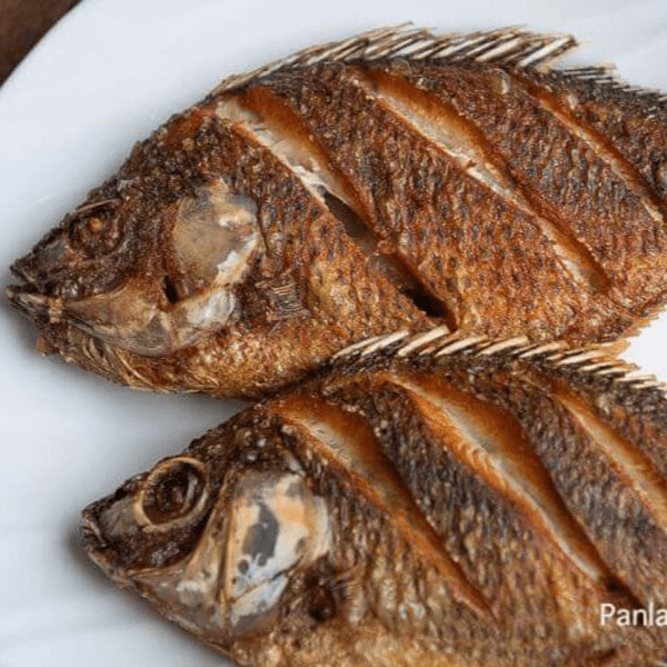 Tilapia