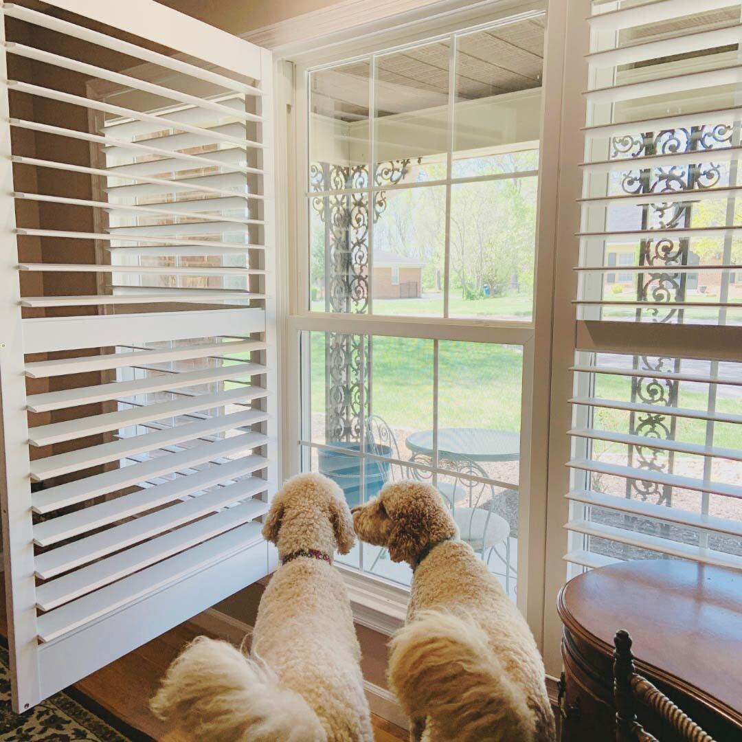 Our shutters are pet-safe so your pets can enjoy the sunny view as much as you. Get in touch with us to learn more about our options for shutters!