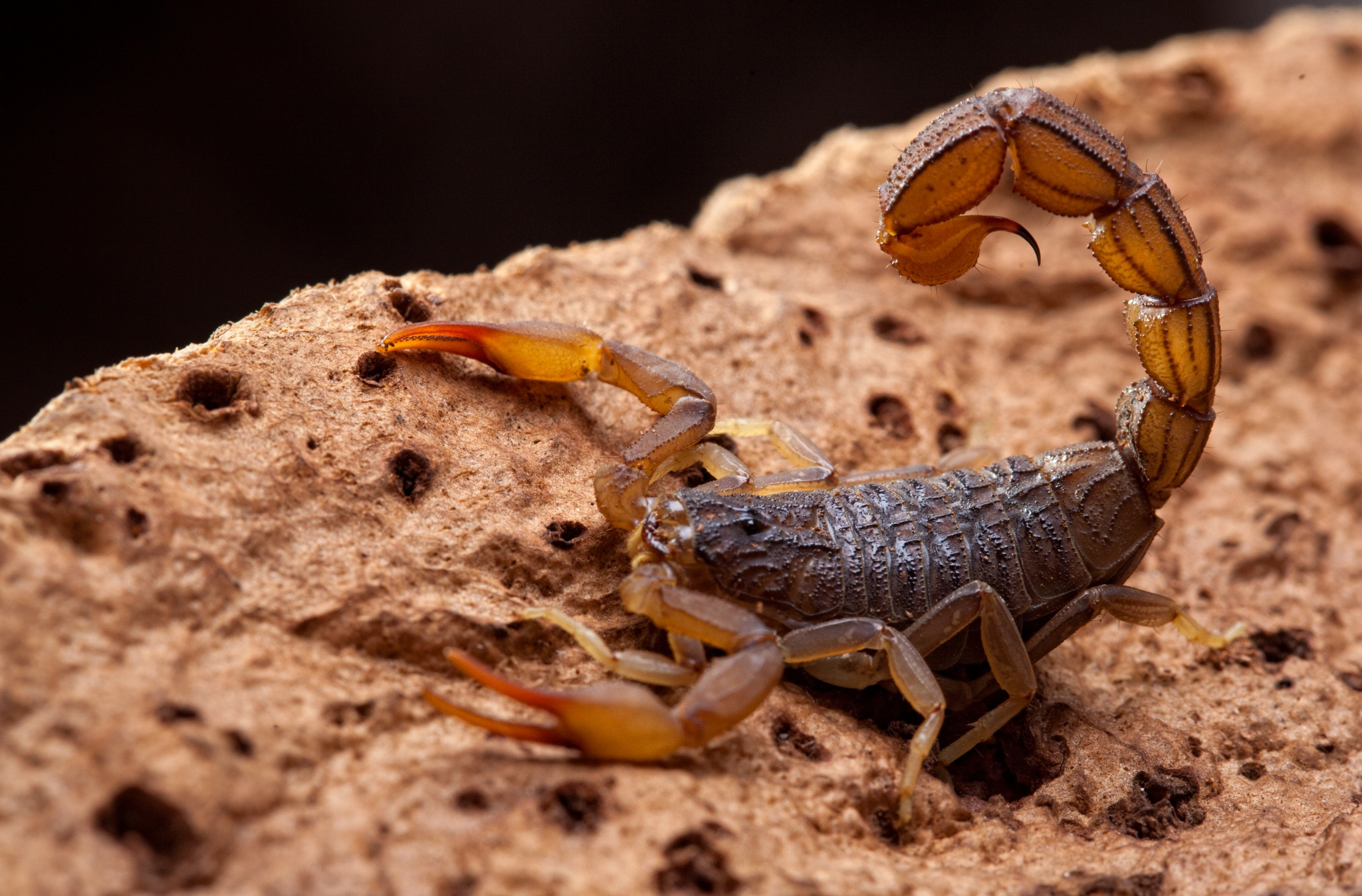 Desert Squad Pest & Wildlife Photo