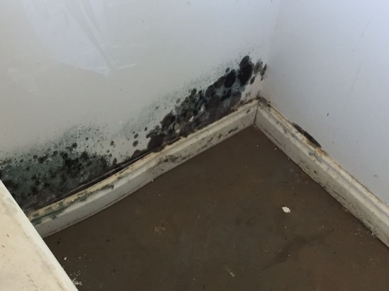 Severe mold growth.  SERVPRO is here to help.